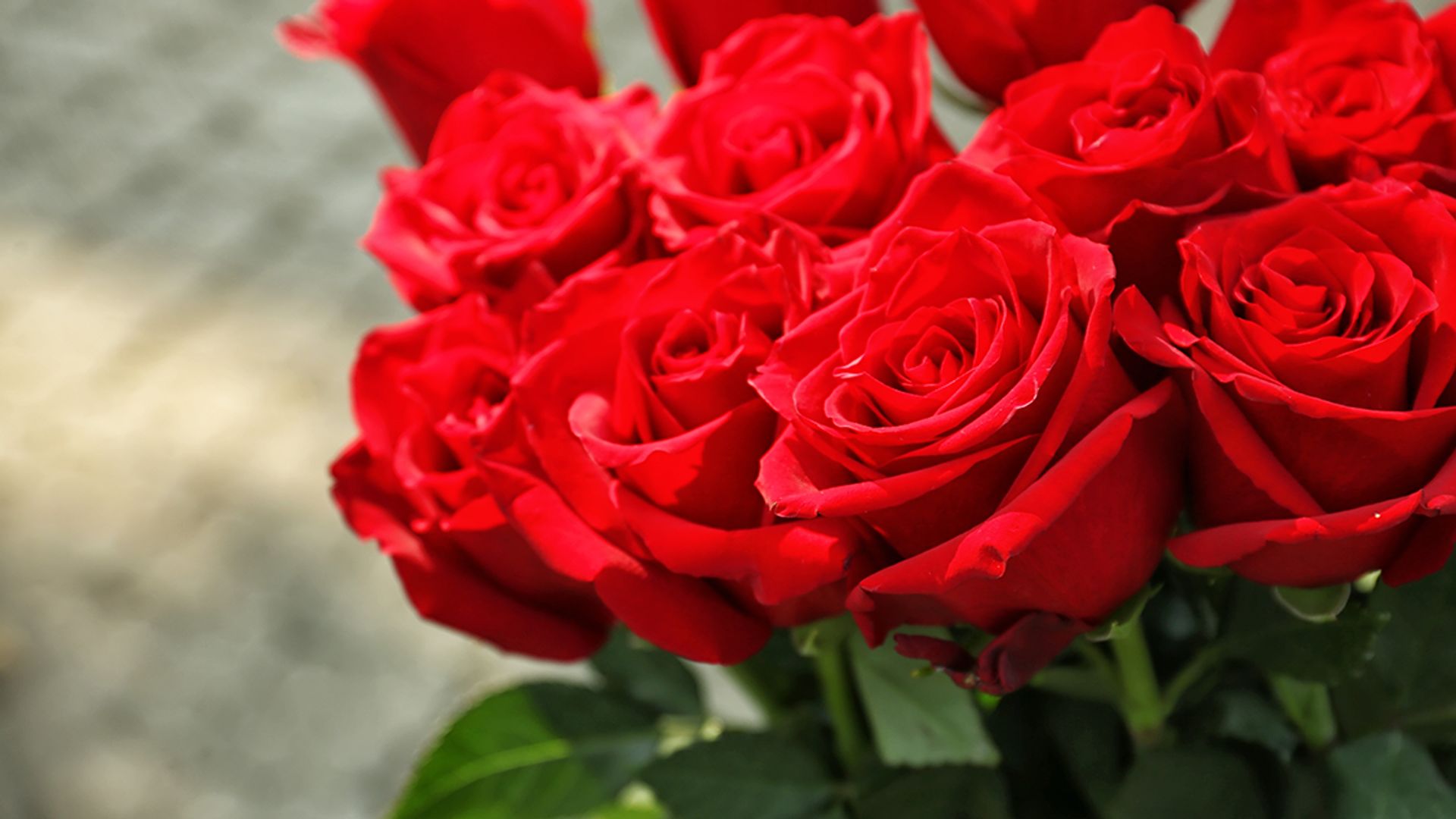 de wind is sterk geroosterd brood Ongeautoriseerd Online een bosje rozen kopen voor Valentijnsdag? Vergelijken loont - Kassa  - BNNVARA