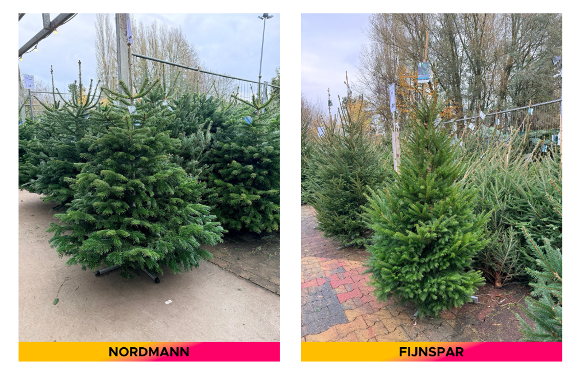 Kerstbomen 2