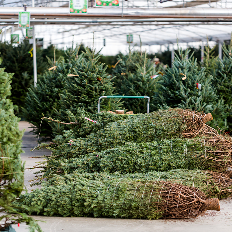 Afbeelding van Zó houd je je kerstboom lang mooi