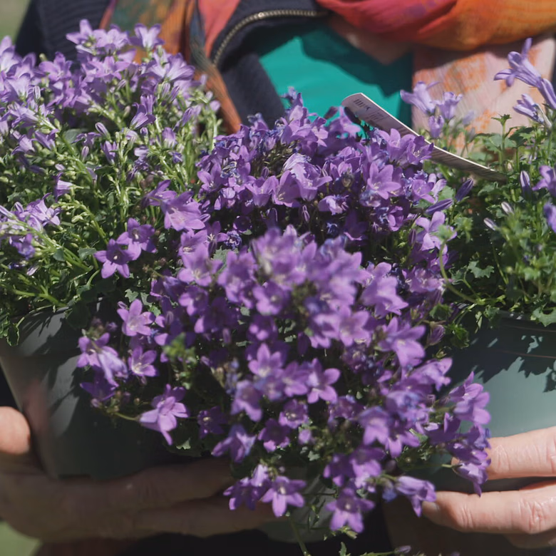 Afbeelding van Resten van tientallen pesticiden op tuinplanten uit diverse tuincentra