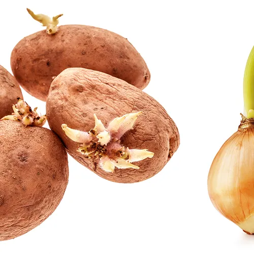 Aardappels, uien en knoflook met uitlopers: weggooien of opeten?