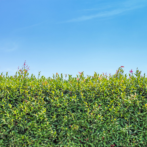 Mijn buurman heeft een haag van 5 meter hoog: mag dit?