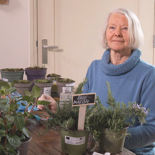 Resten van tientallen pesticiden op tuinplanten uit diverse tuincentra