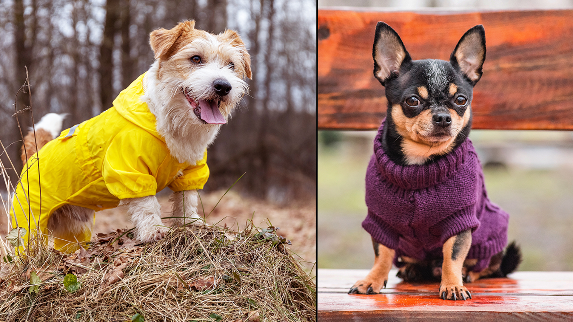 Afbeelding van Hebben honden kleding nodig of is dat maar onzin?