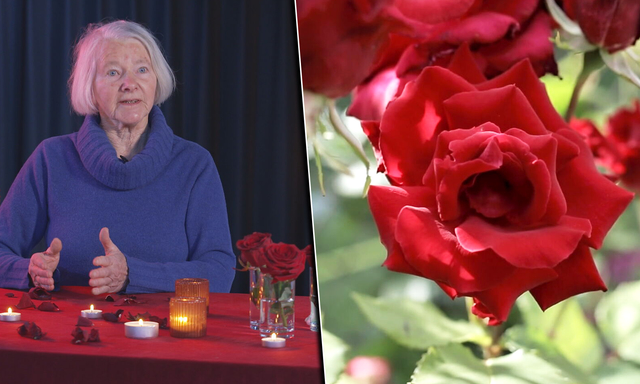 Afbeelding van Een roos voor Valentijnsdag? Verboden, schadelijke pesticiden op boeketten