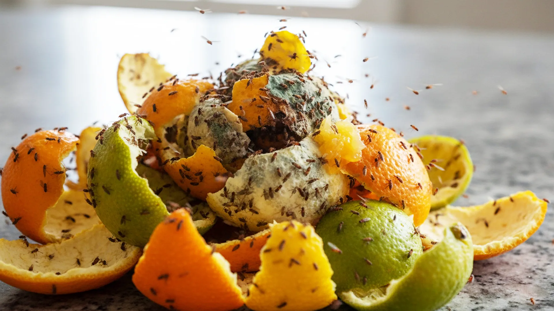 fruitvliegjes 1280 rottend fruitafval