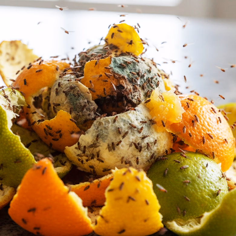 Afbeelding van Fruitvliegjes in huis? Met deze tips bestrijd je de overlast effectief