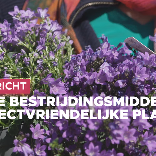 Giftige bestrijdingsmiddelen op 'insectvriendelijke' tuinplanten: consumenten misleid