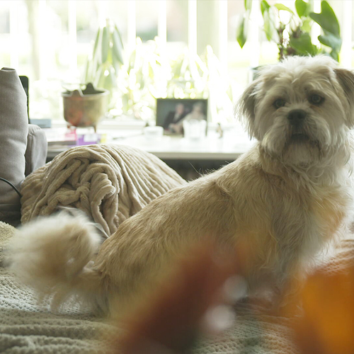 Kwaliteit spoedzorg dierenartsen onder vuur