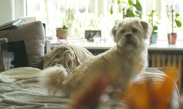 Afbeelding van Kwaliteit spoedzorg dierenartsen onder vuur