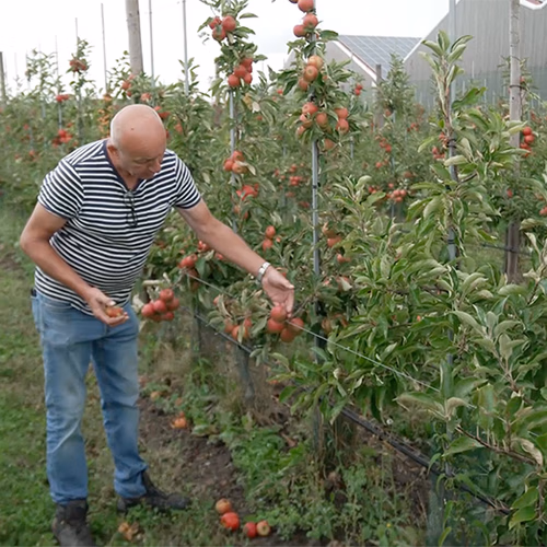 Oogsten in gevaar door droge zomers: wordt groente en fruit hierdoor duurder?