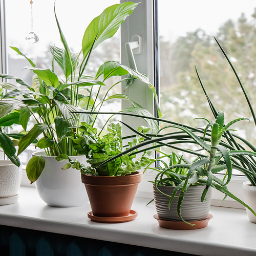 Zo overleven jouw kamerplanten de herfst en winter