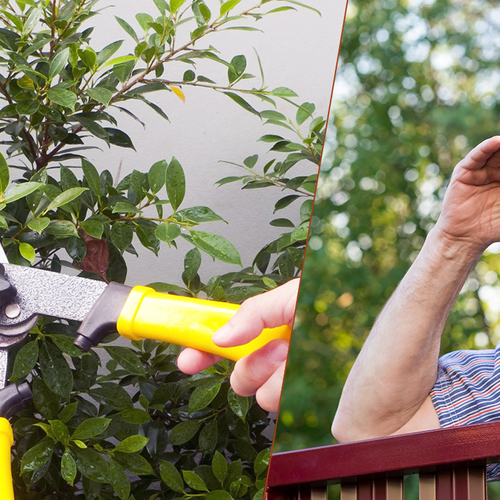 Last van een tak of heg uit de tuin van je buren? Zover mag je gaan met snoeien