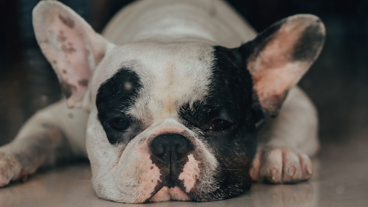 kortsnuitig franse bulldog 1127