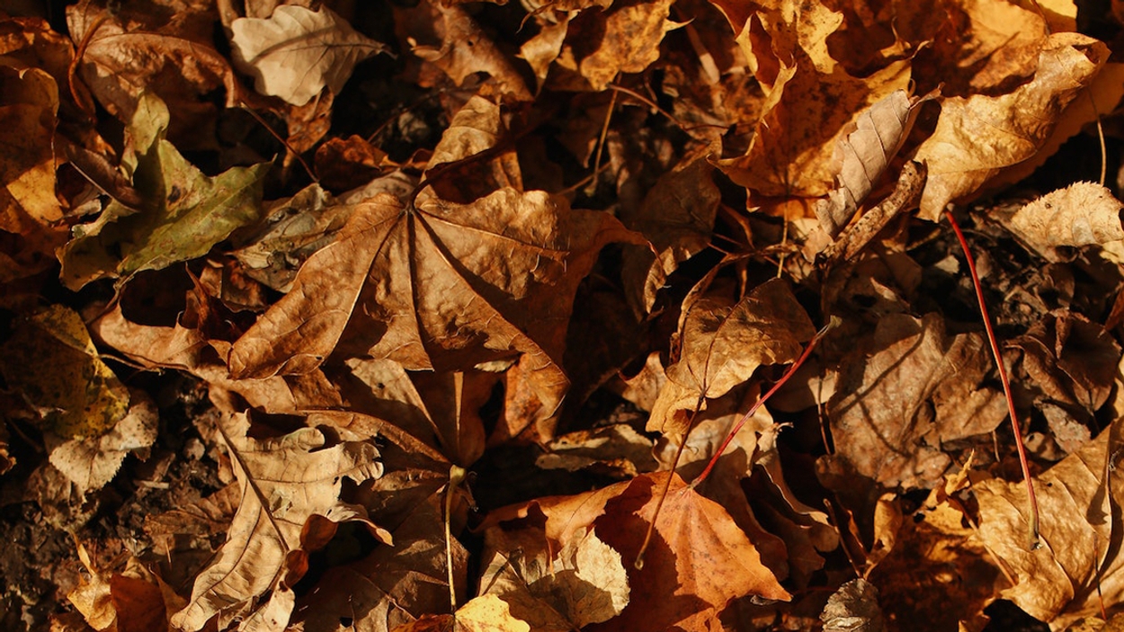 Diversiteit terras analyse Waarom je herfstbladeren vooral niet weg moet gooien - Kassa - BNNVARA