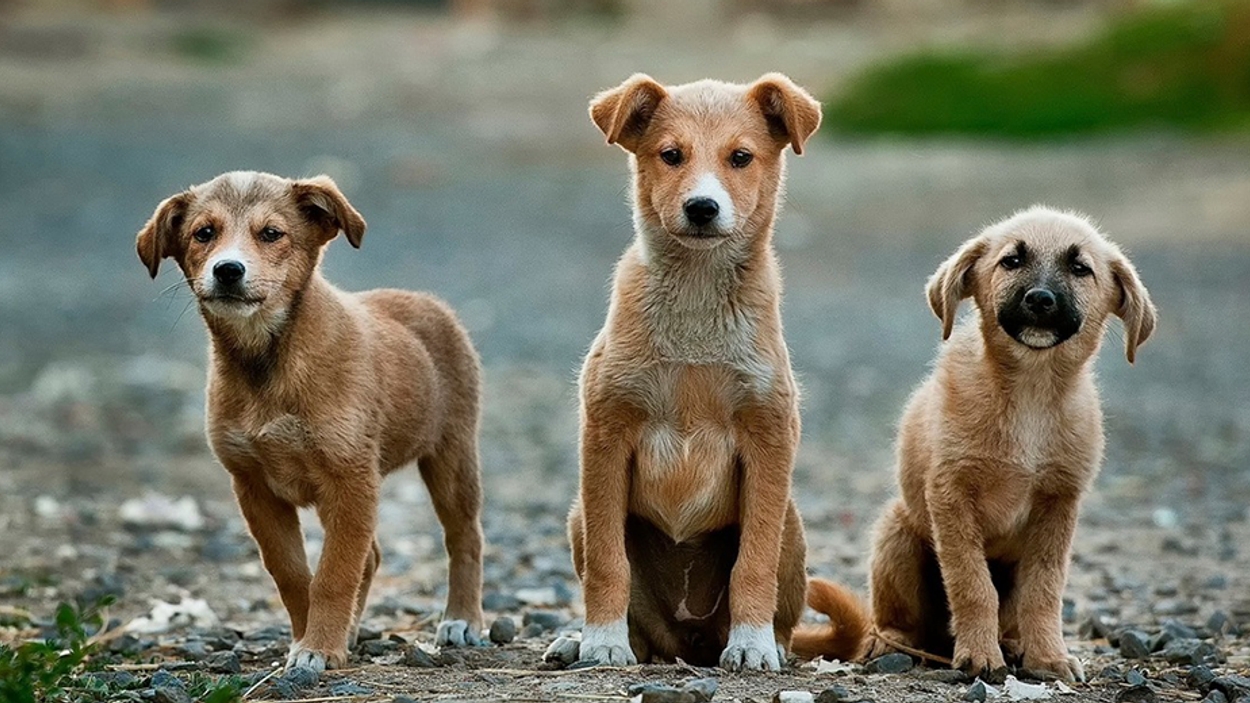 puppy's drie honden 930x520