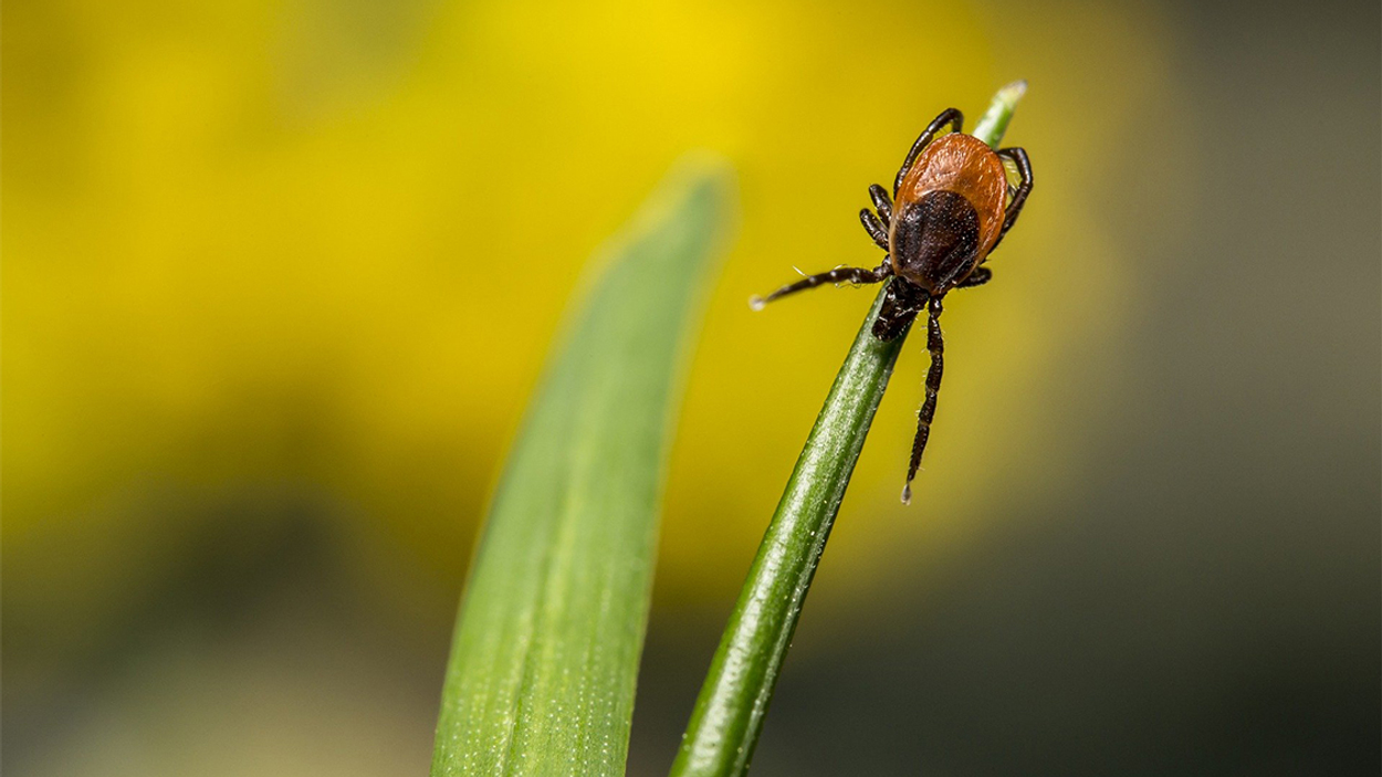 Afbeelding van Het tekenseizoen is weer begonnen! Dit is hoe je anderen en huisdieren veilig houdt