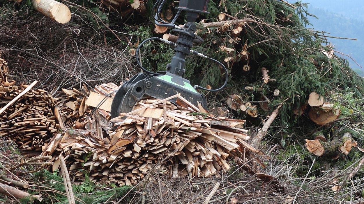 Afbeelding van SER: biomassa niet meer gebruiken voor stroom