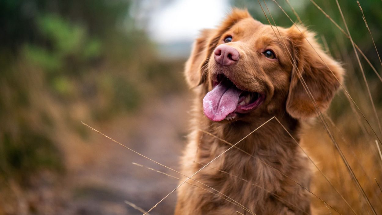 Afbeelding van Ontstekingsremmers voor honden: wat moet je als baasje weten?