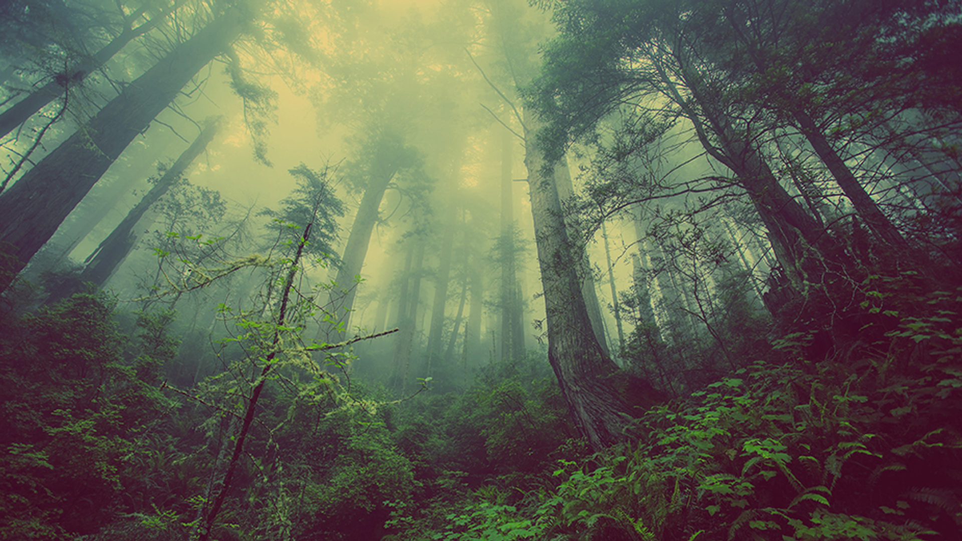 bos_bomen_natuur_930x520