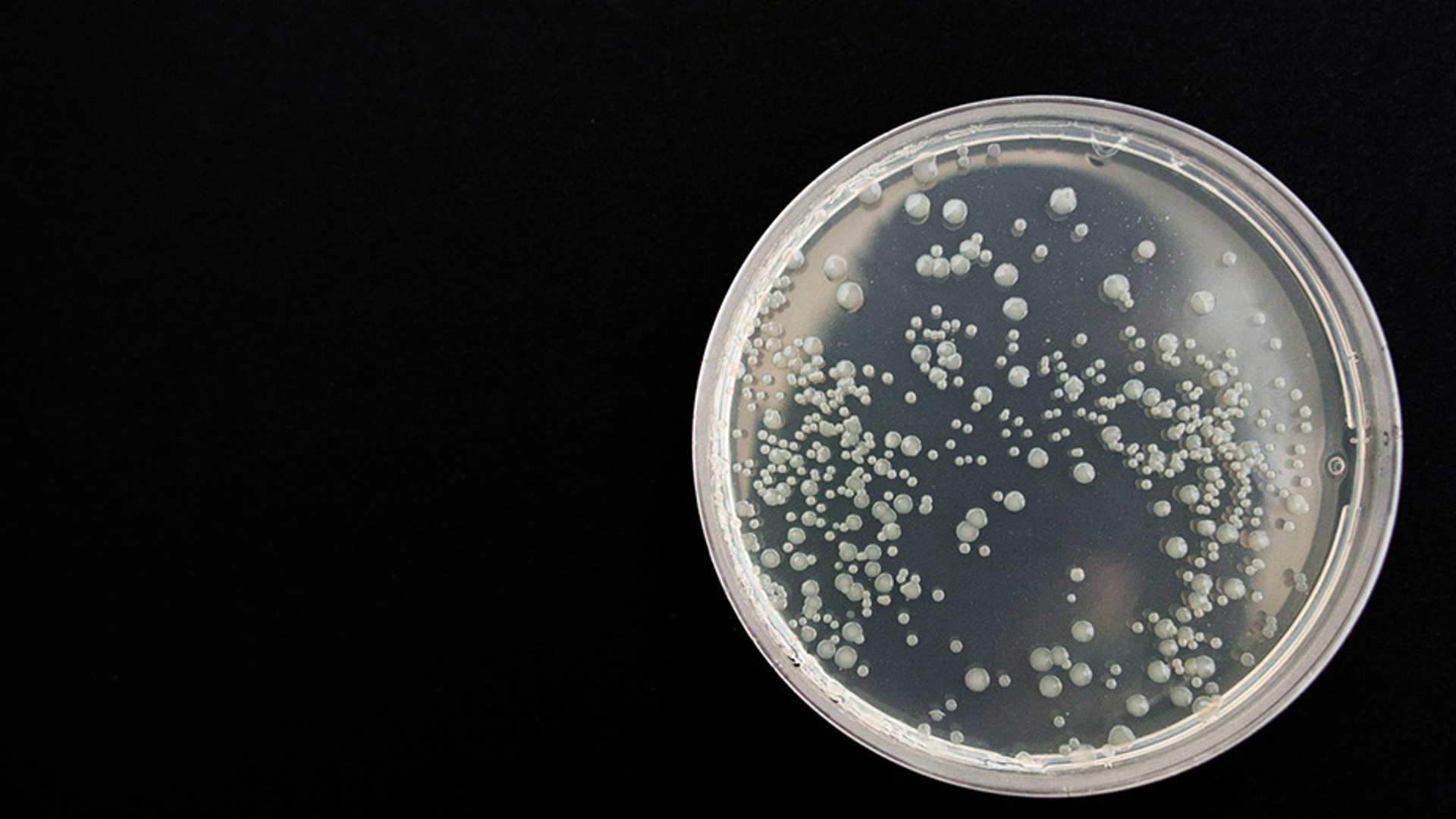 bacteria 930x520