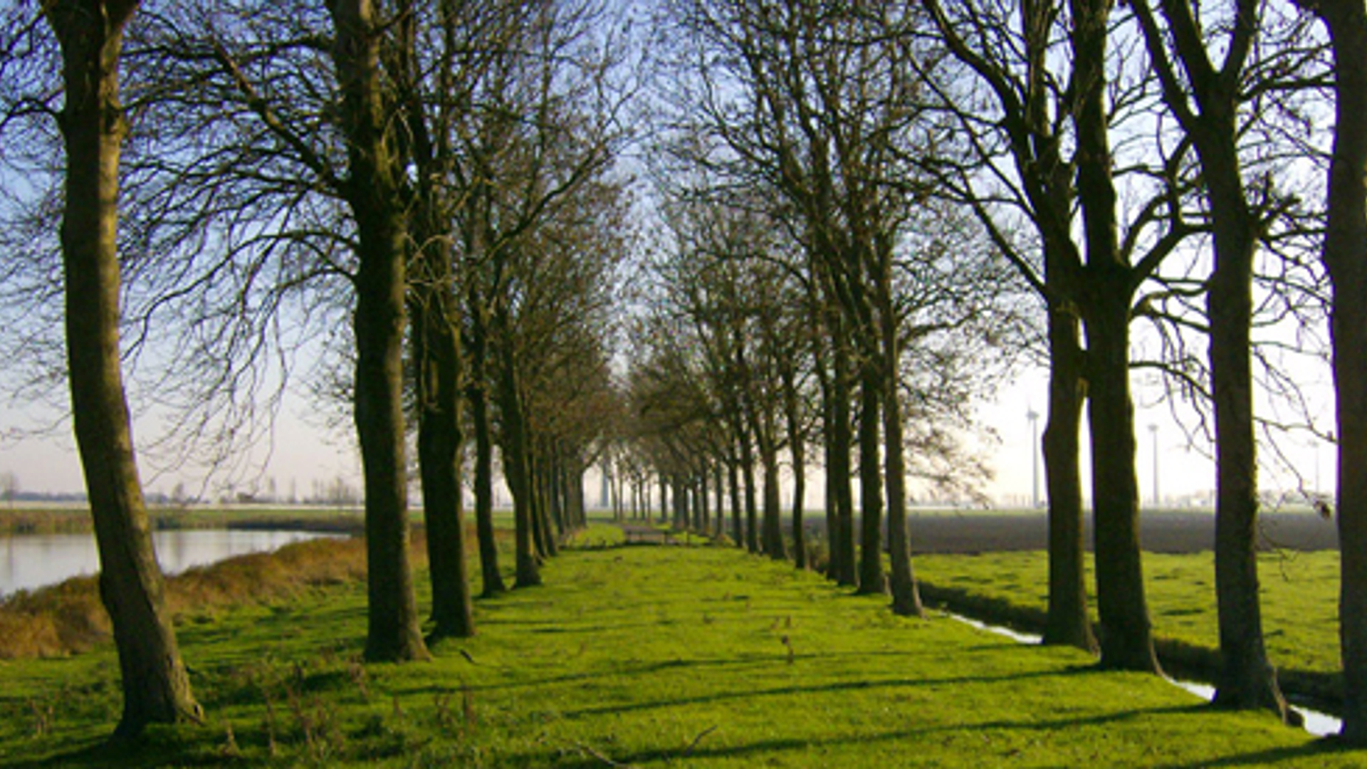 bomen_02.jpg