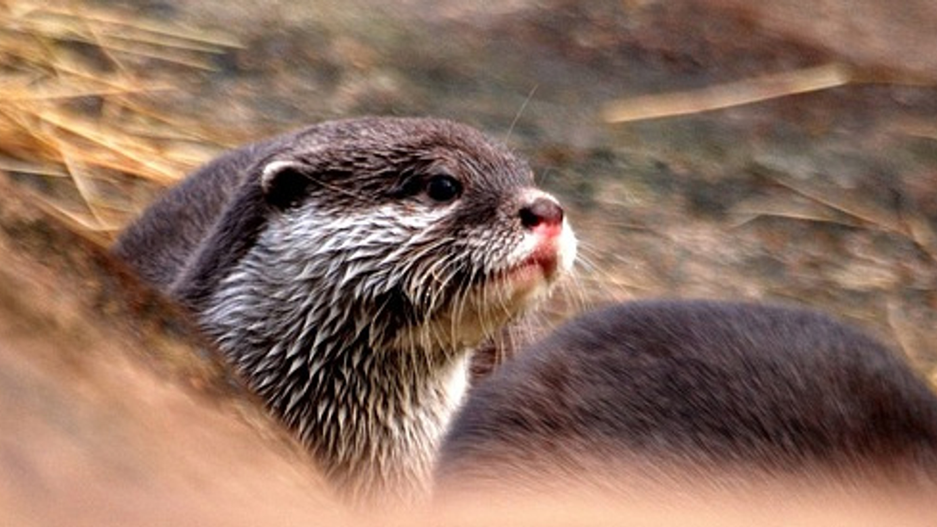 otter.jpg