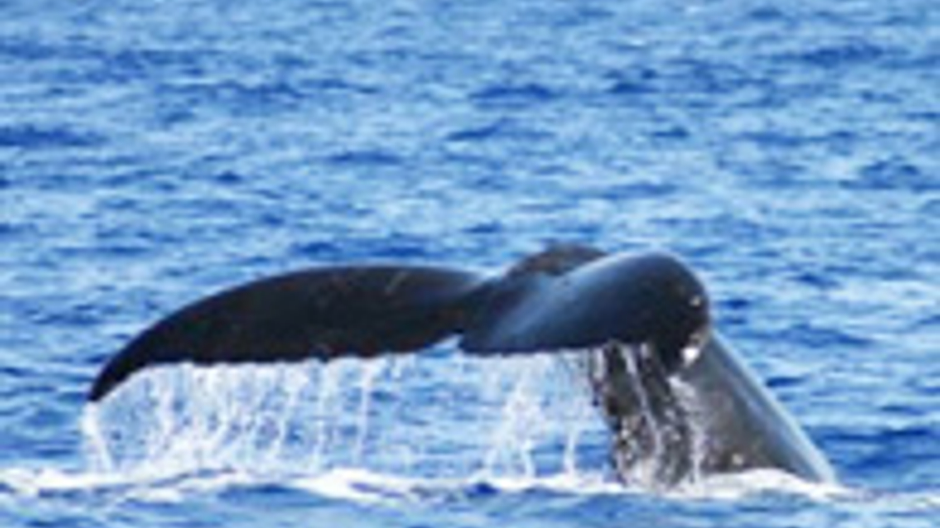 walvis.jpg