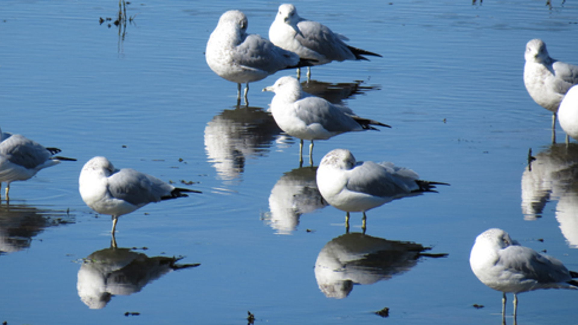 600x275_vogels.jpg