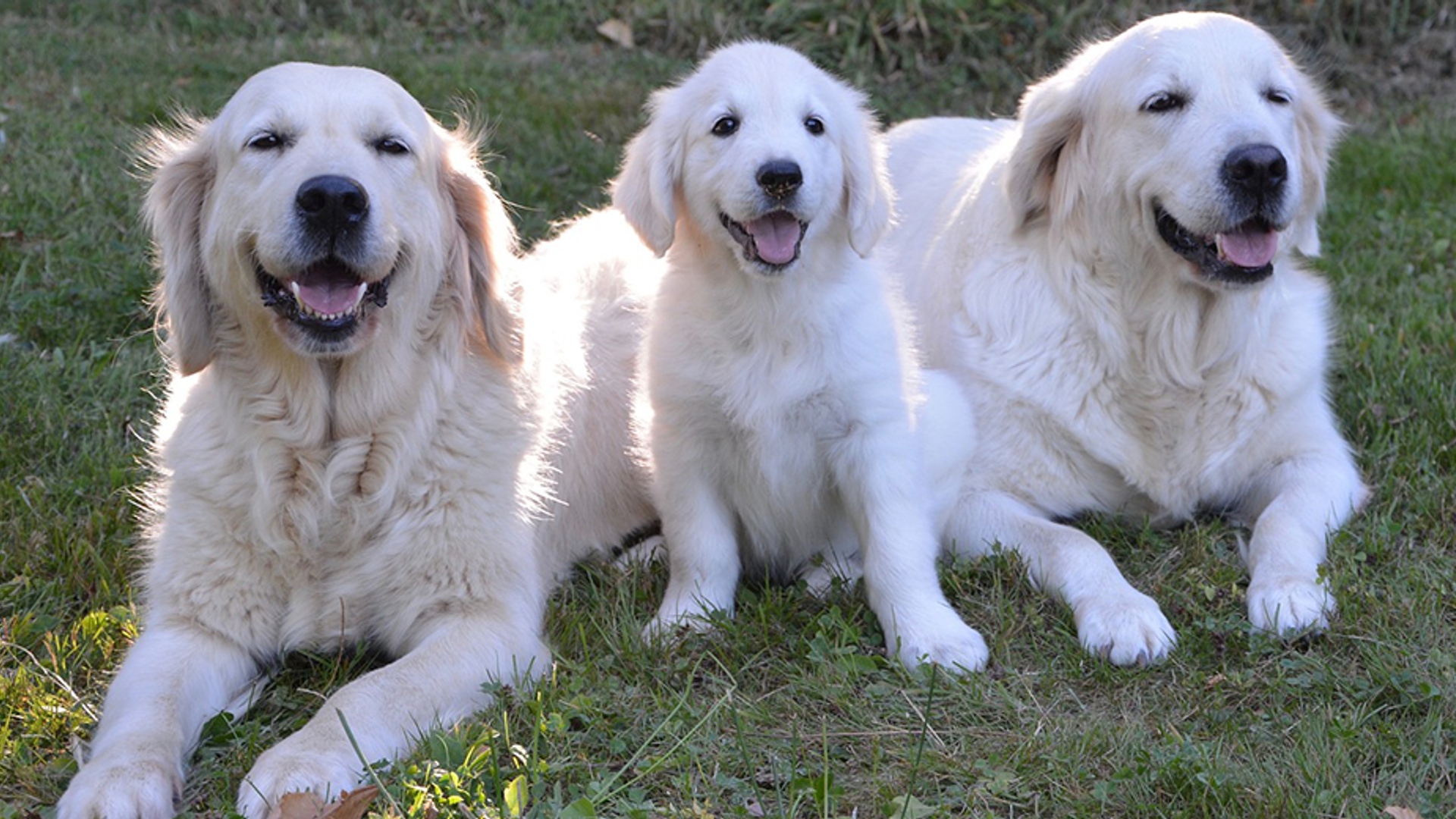 golden retriever 930