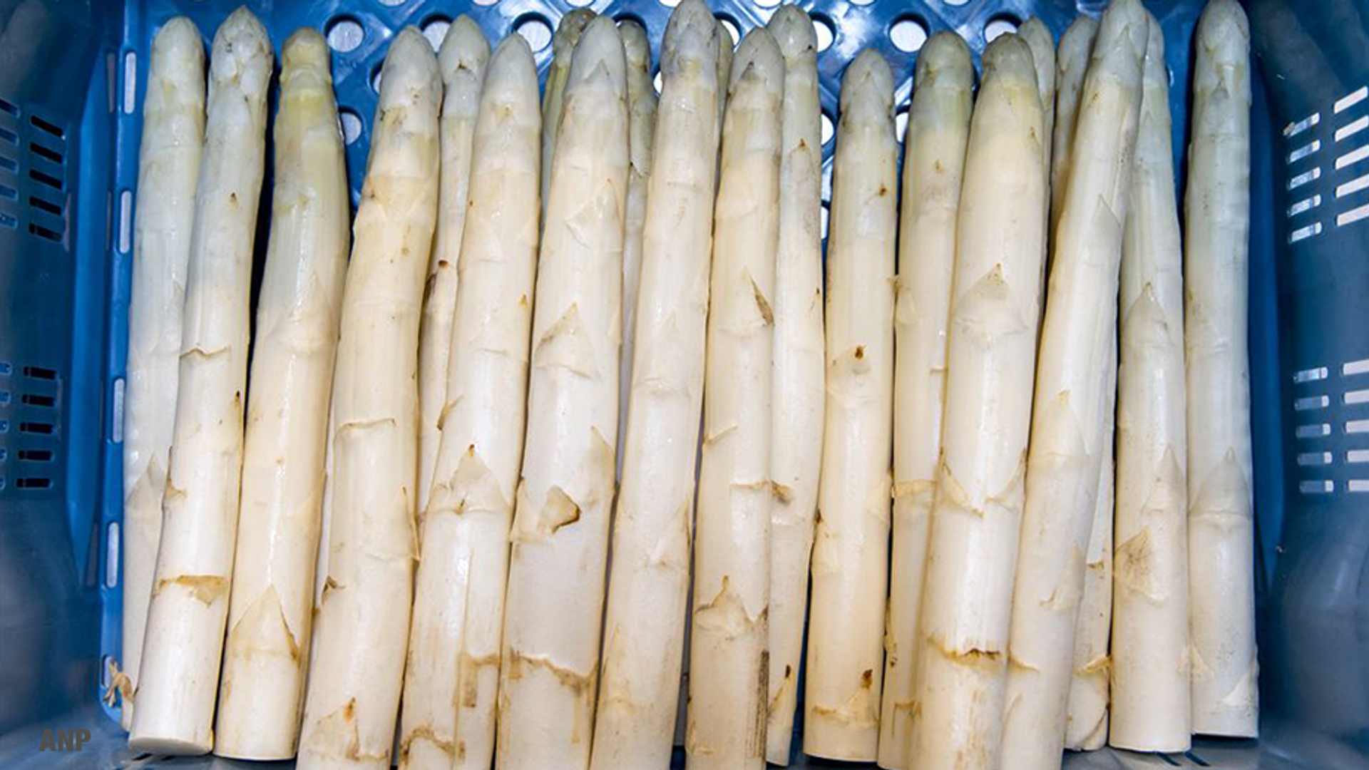 930 x 520 ANP asperges