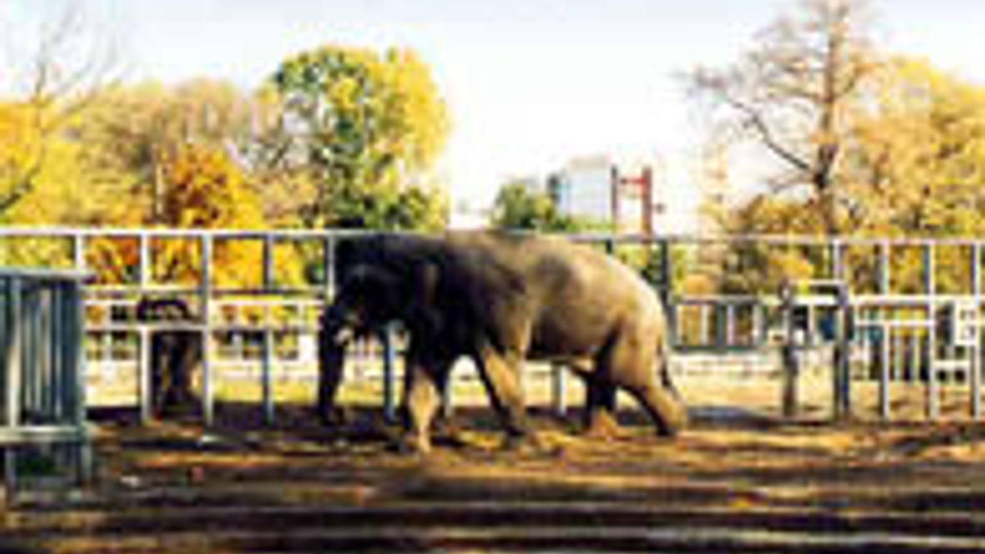 dierentuin.jpeg