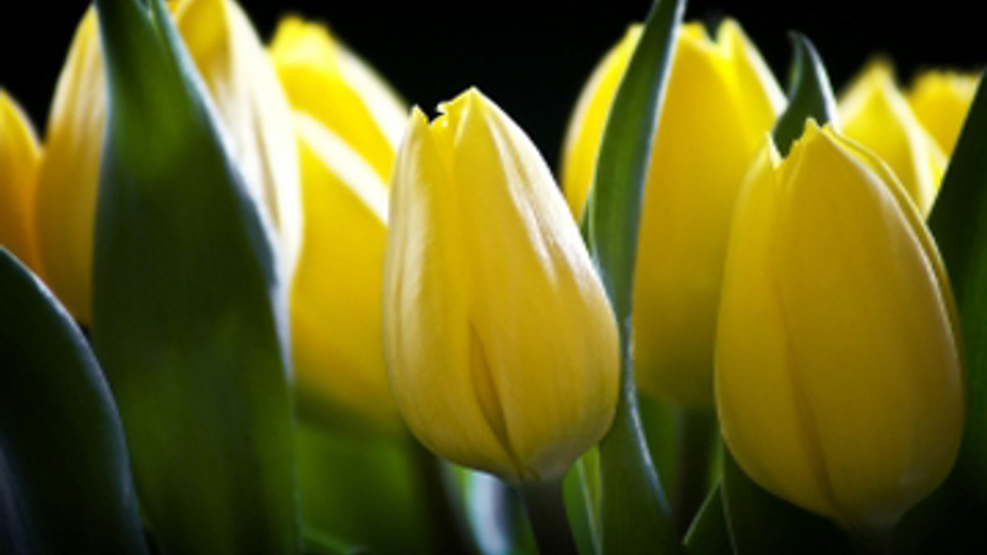 tulpen_01.jpg