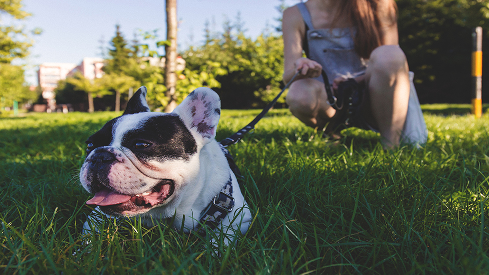 Amerikaanse_bulldog_hond_buiten_gras_930x520
