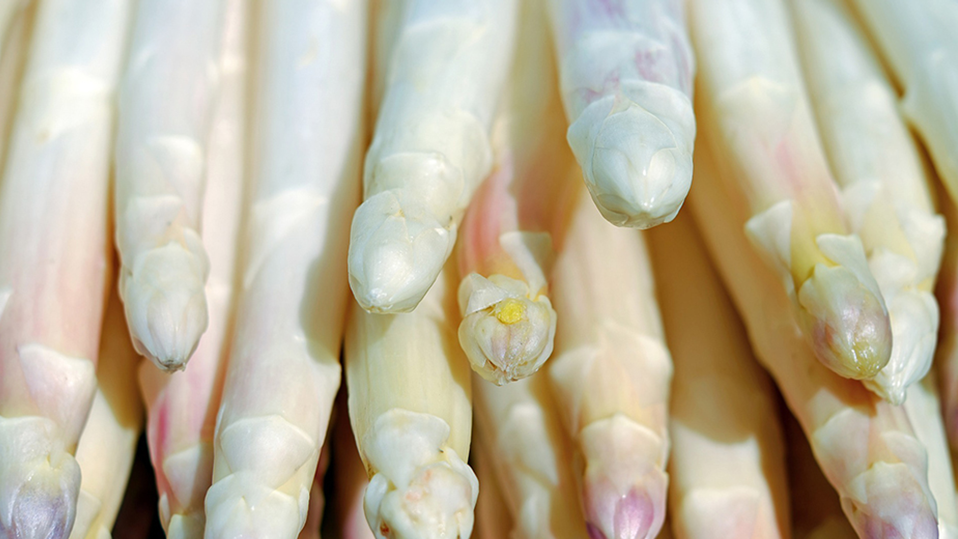 asperges