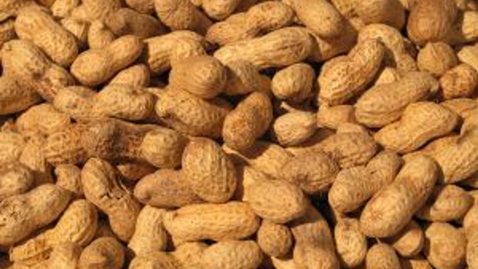 1169378_peanuts.jpg