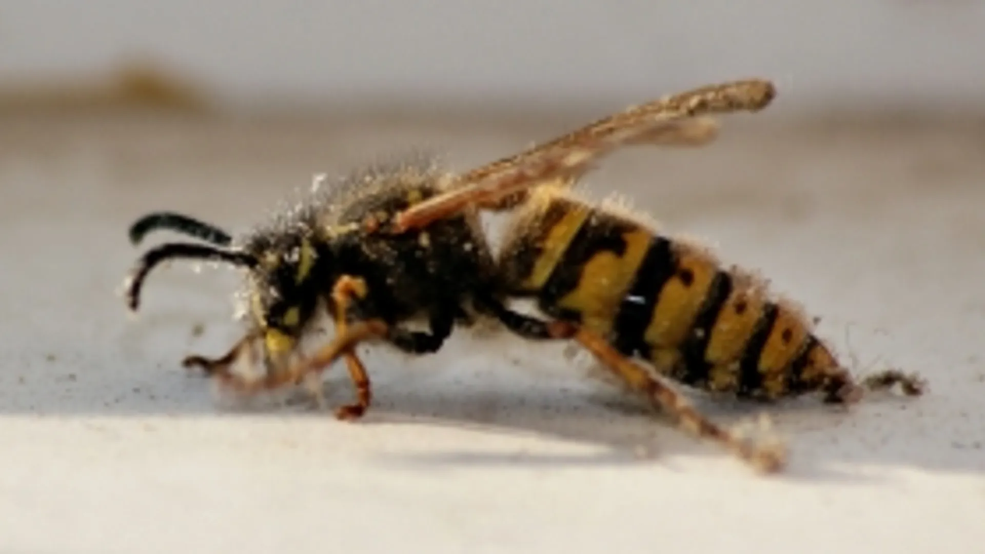 1287160_wasp.jpg