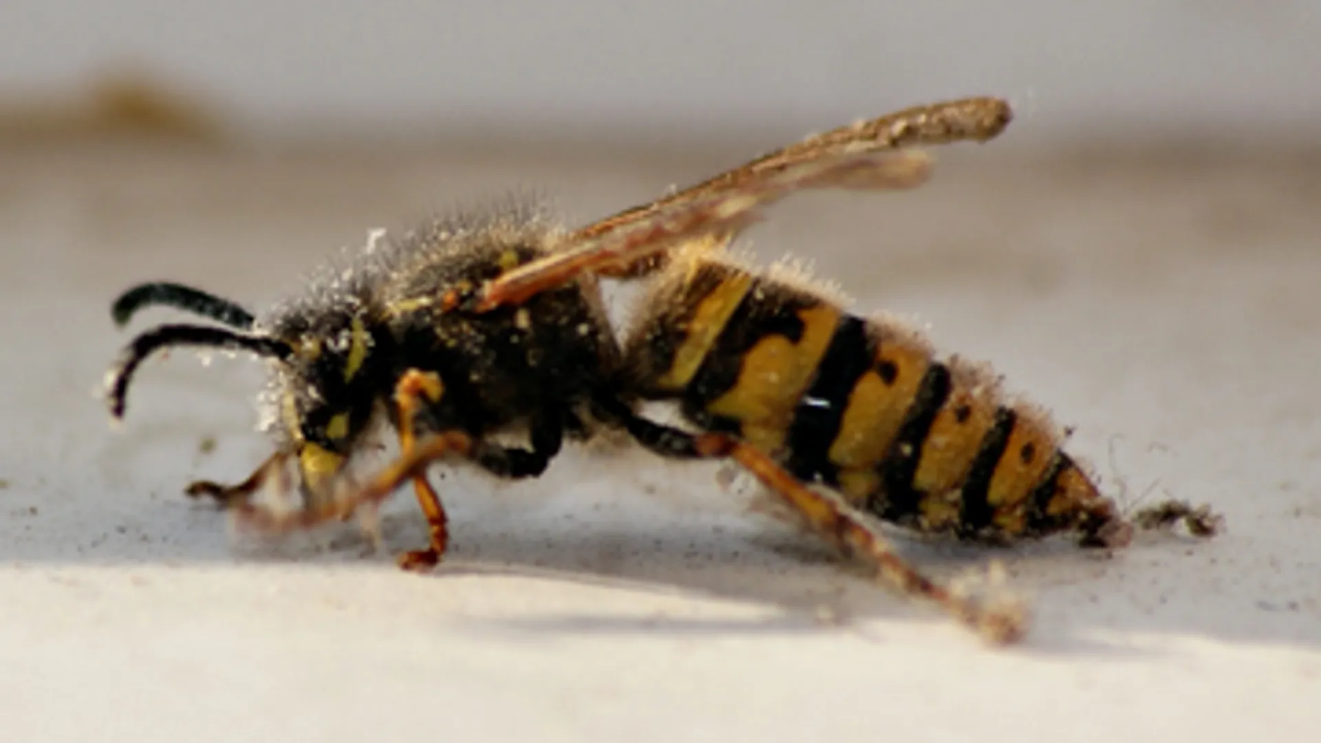 wesp360210.jpg