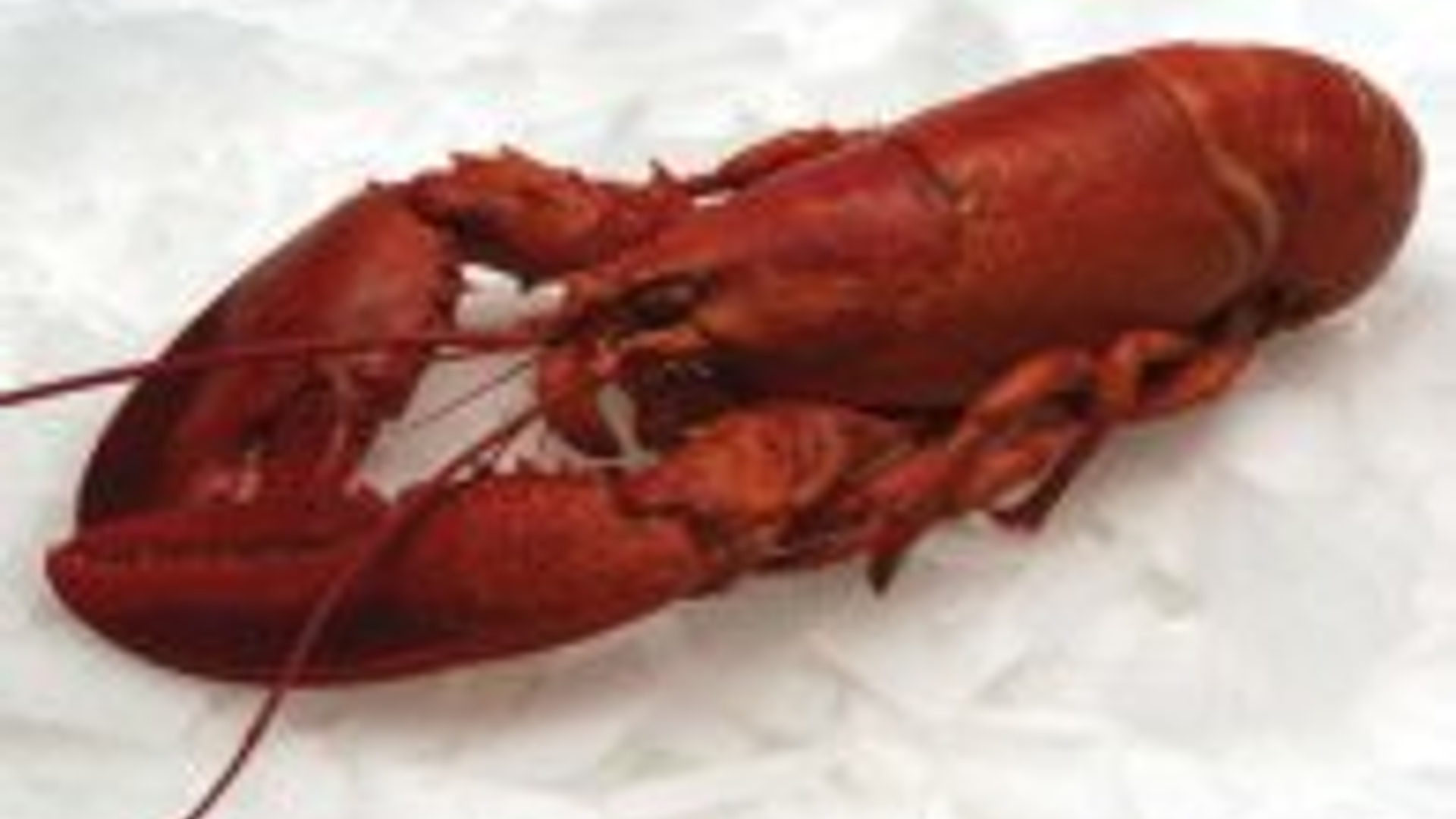 kreeft_seafood_zeebanket_001.jpeg
