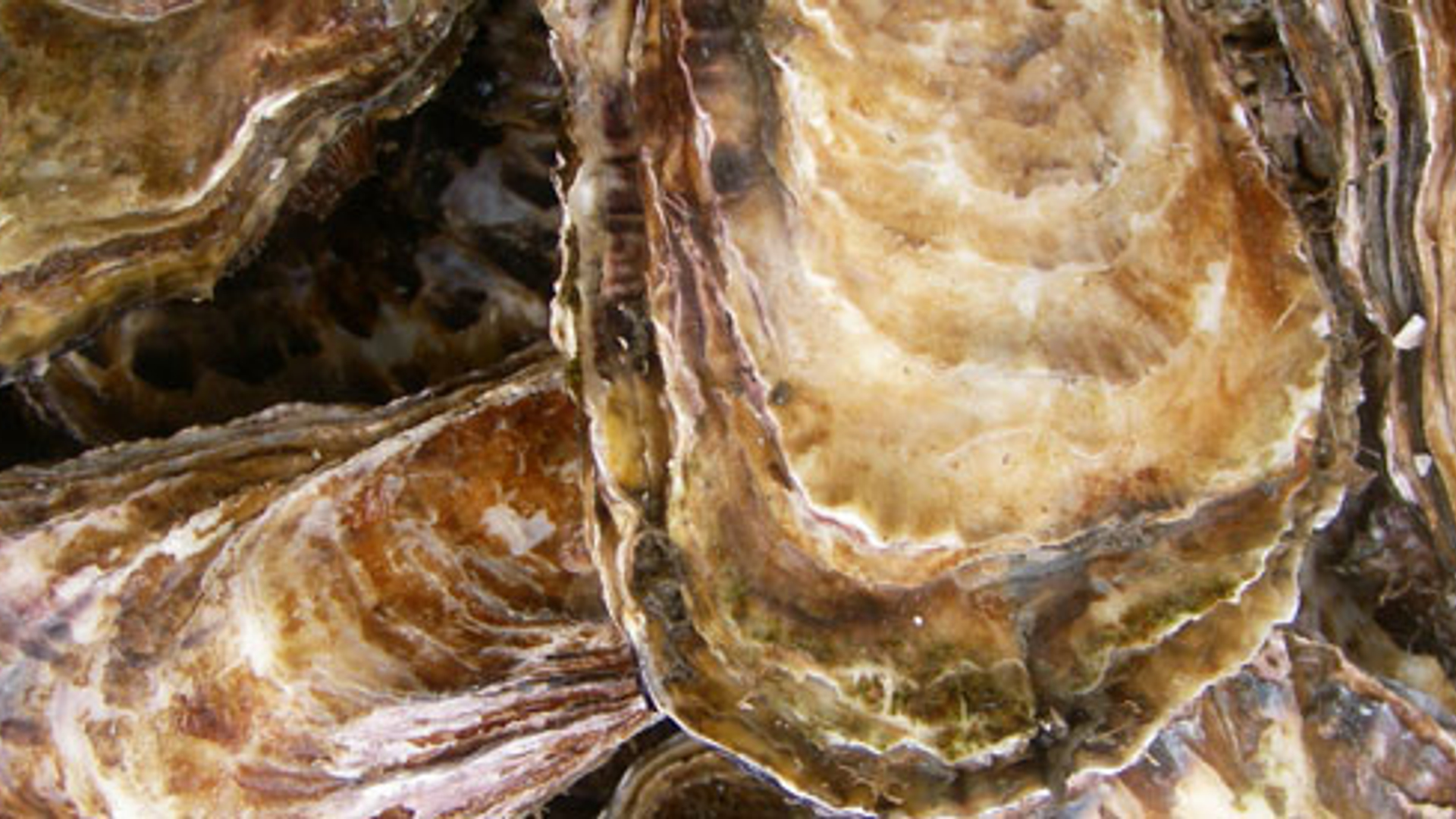 oester_01.jpg