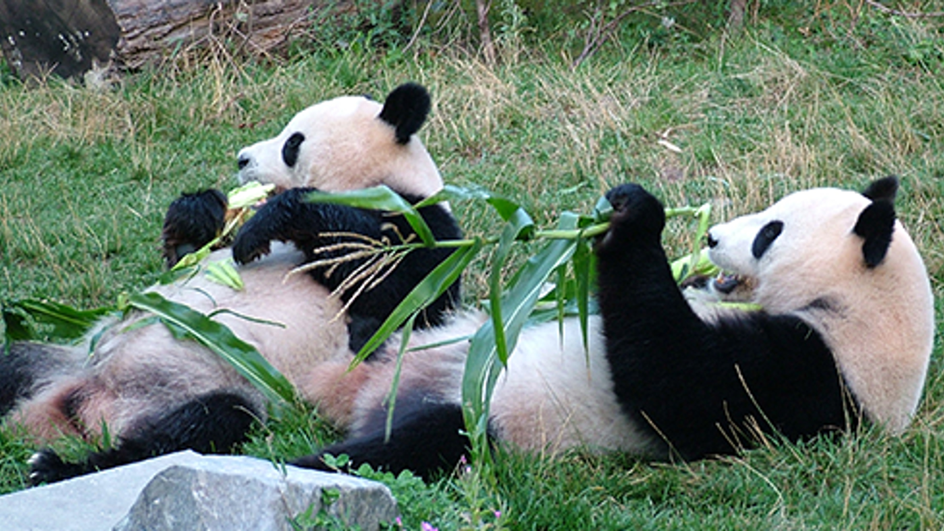 panda_lief.png