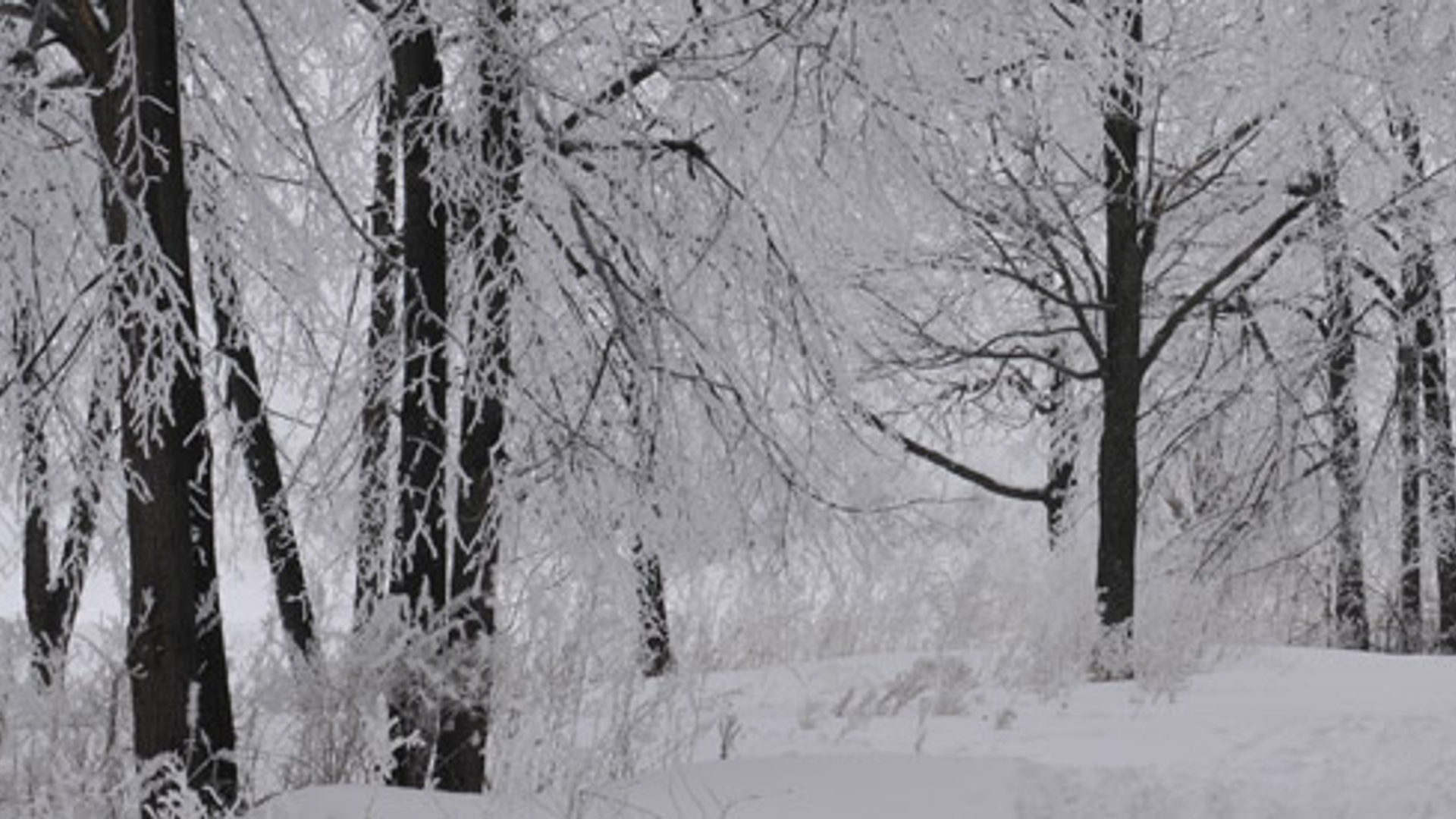 winter_bomen_01.jpg