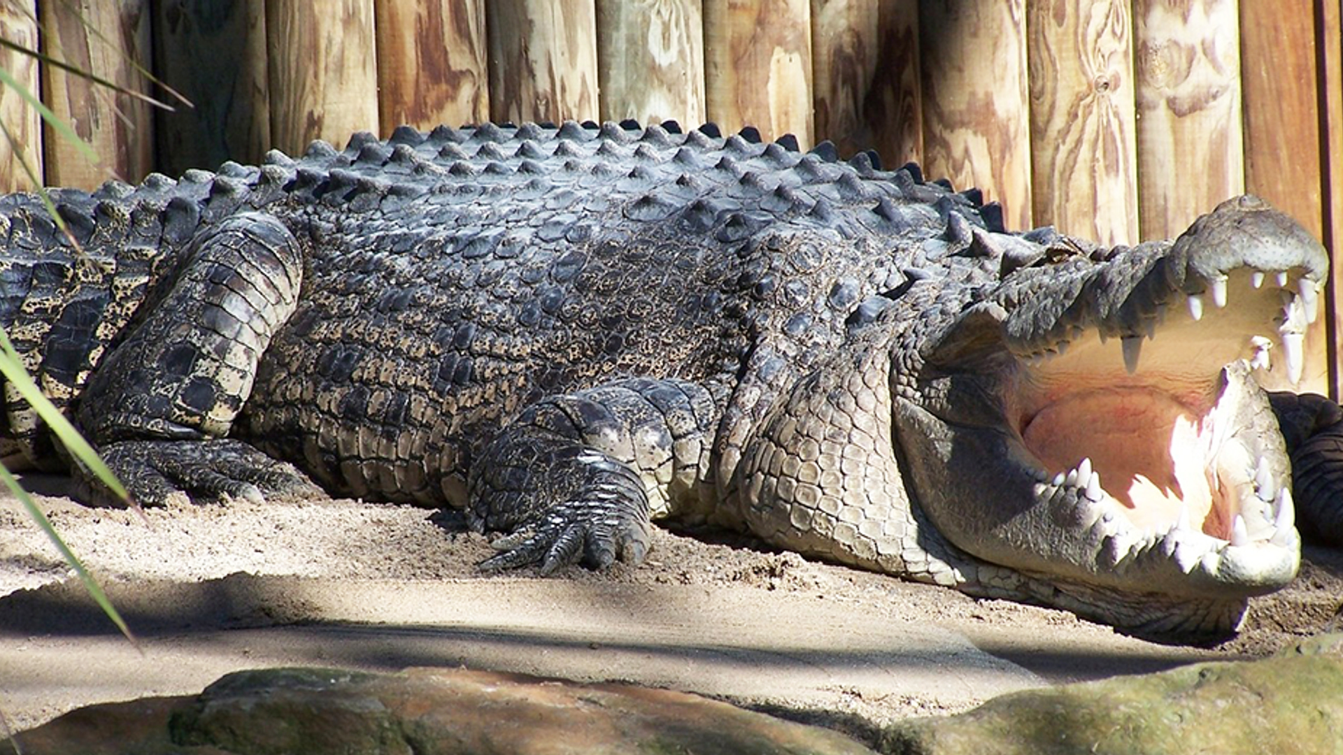 krokodil 930 520