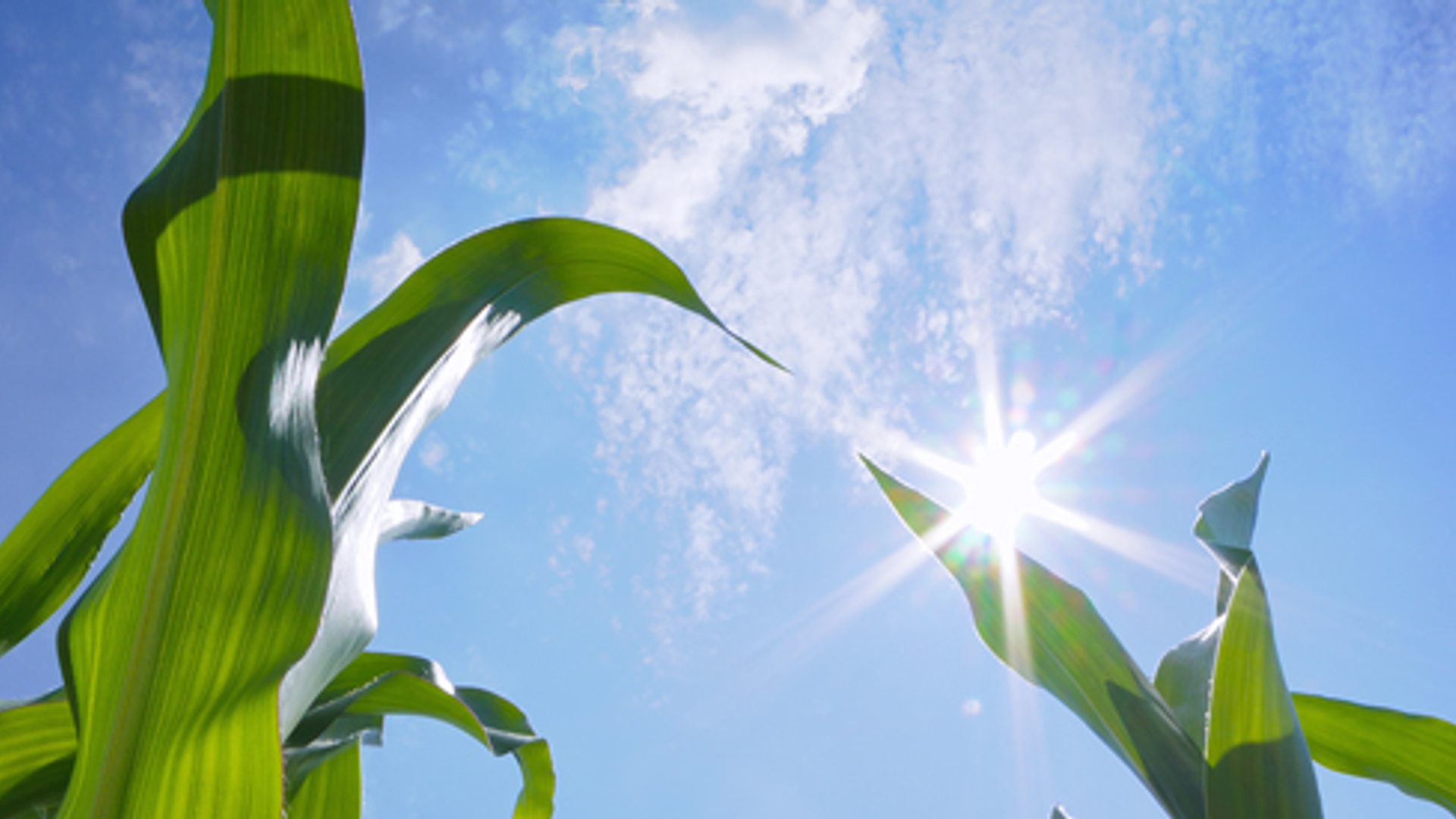 zon_droogte_03.jpg