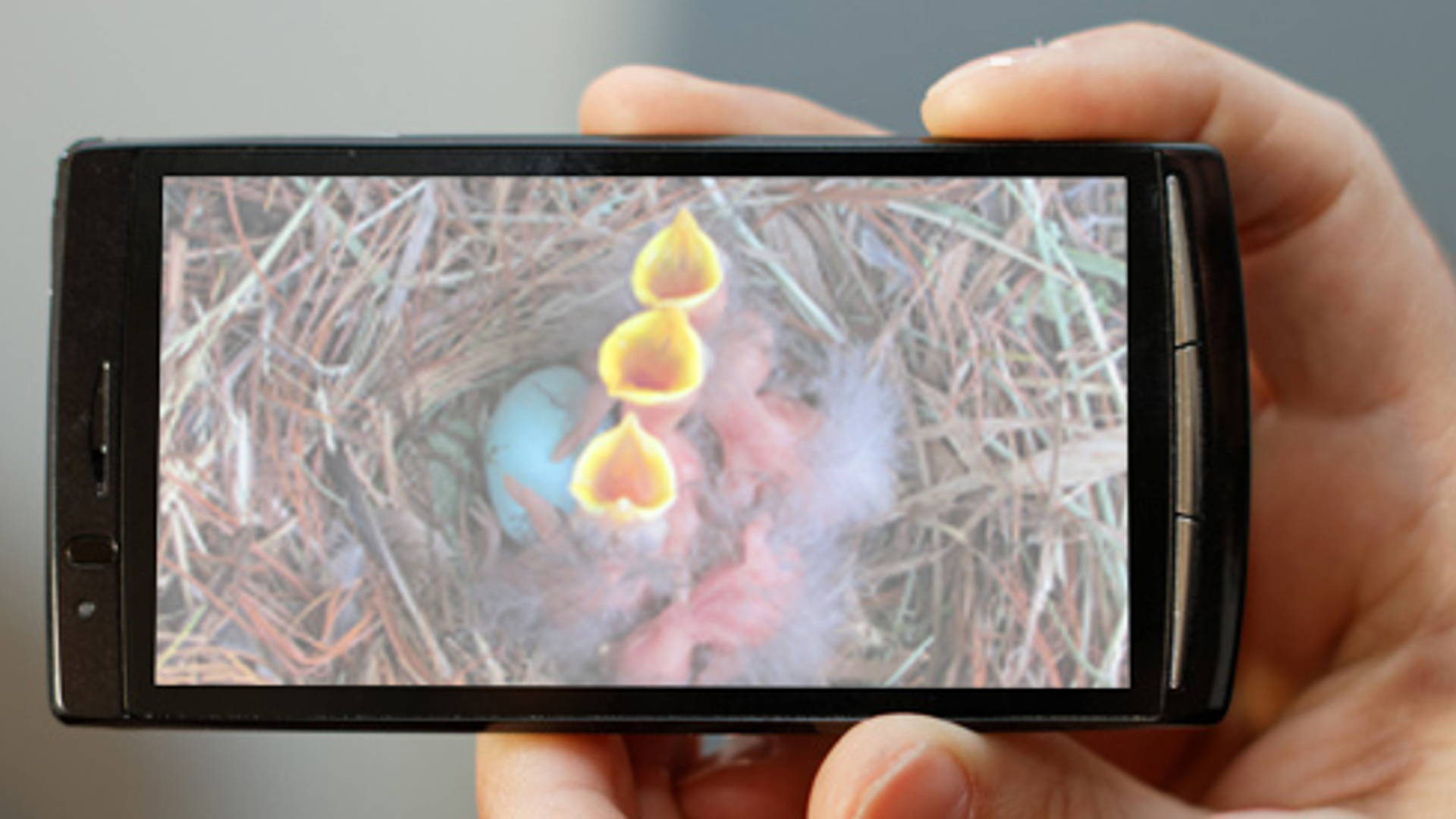 smartphone-met-vogelnest.jpg