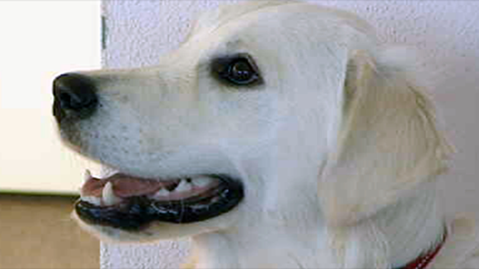 600x275_hond.png