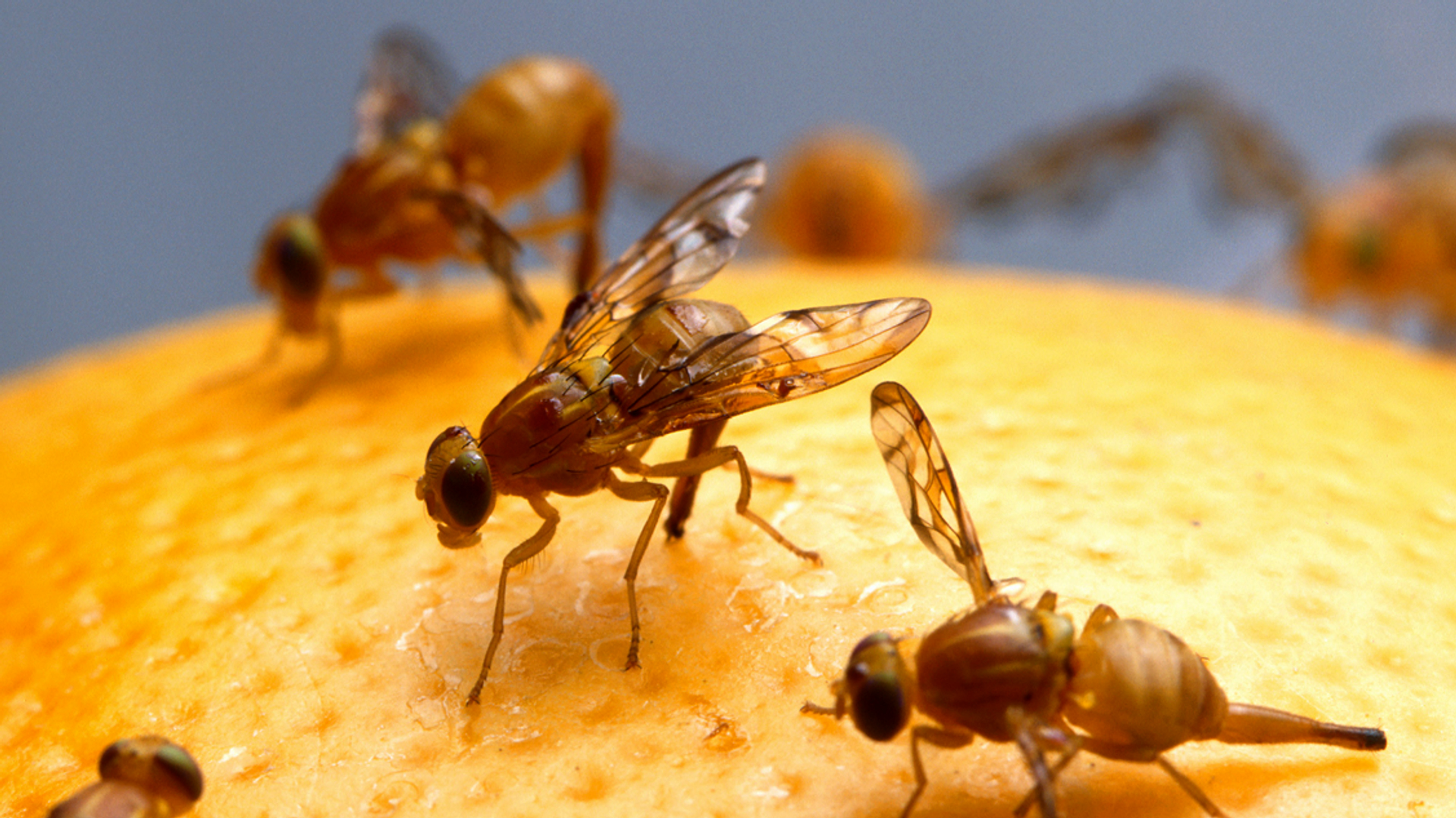 fruitvliegjes insecten 2 1127
