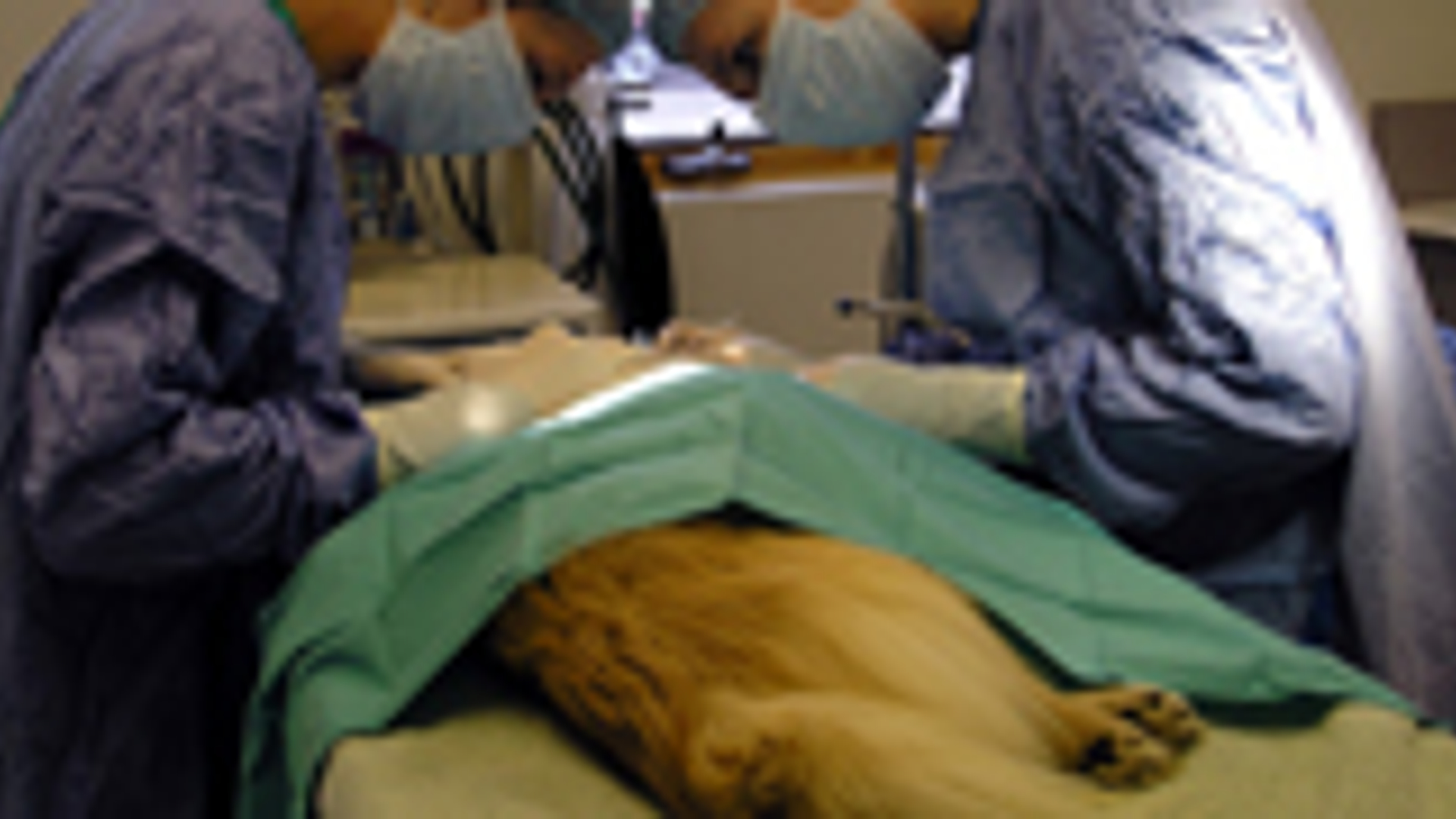 195x90_hond1_01.jpg