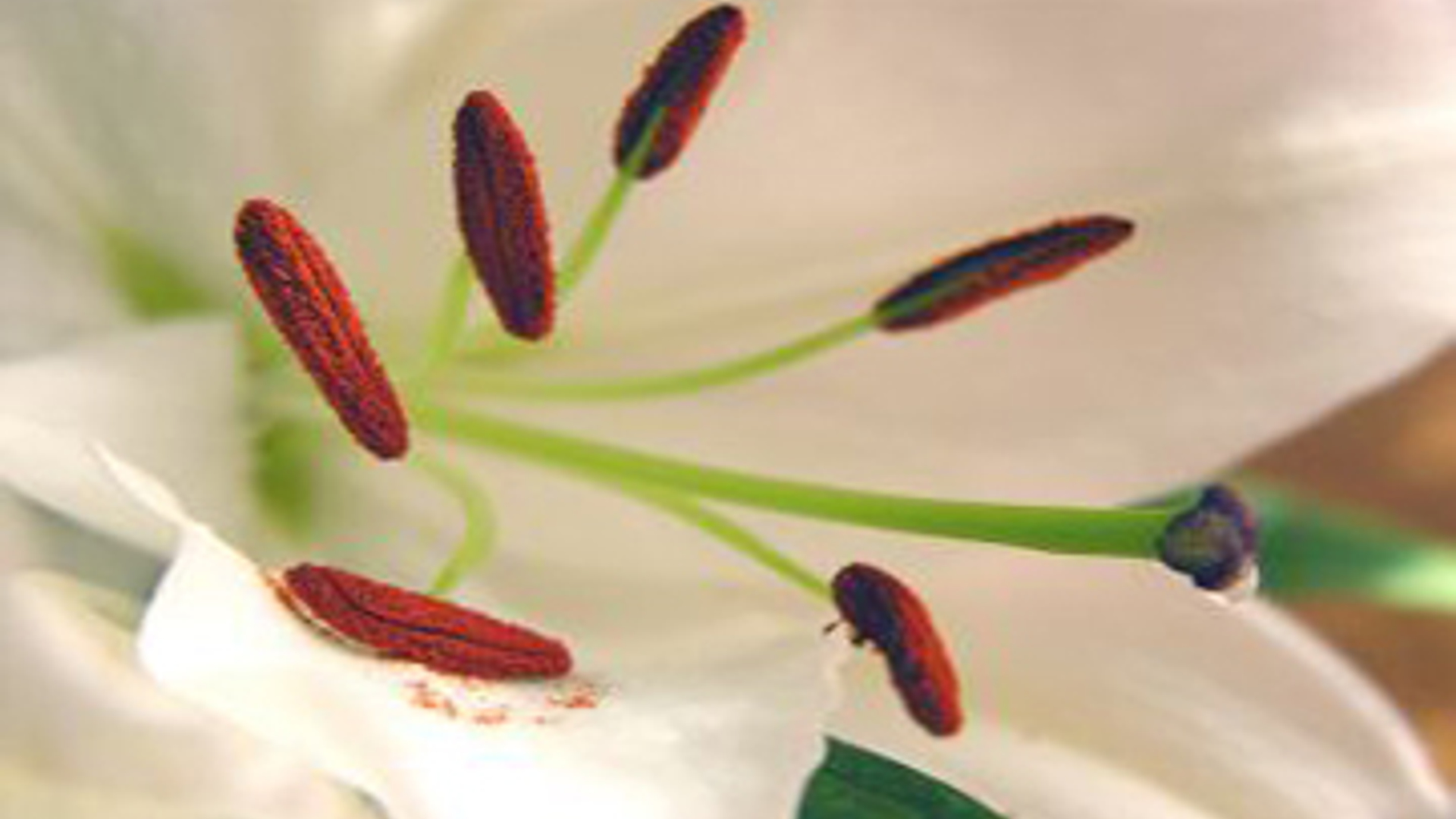 bloempollen2_02.jpg