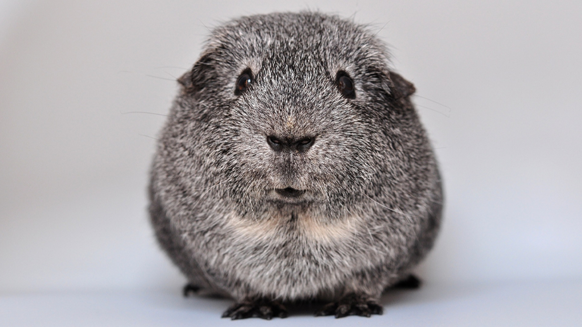 Cavia 930